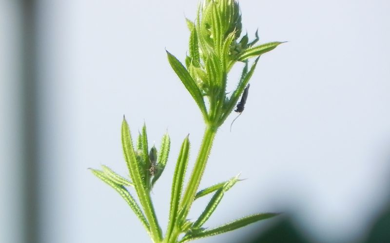 mes photos macros au zoom ...