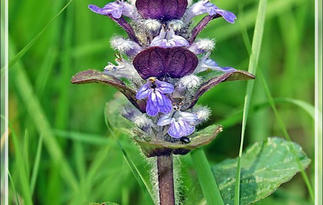 Bugle rampante, Petite consoude, Herbe de Saint Laurent, Blue bugle, Bugleweed  (Ajuga reptans) - Milhas - 31
