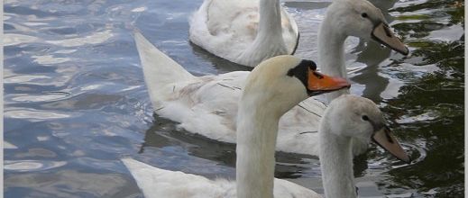 Lac des Minimes : Ma famille cygne (2)