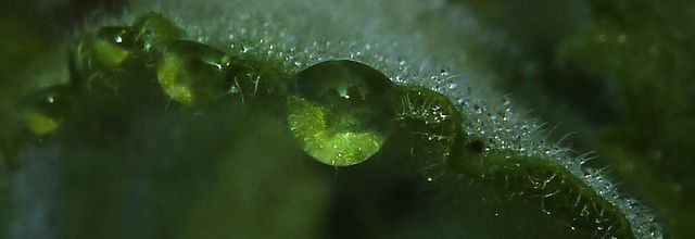  Menthe Fraîche & Thé Vert