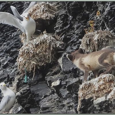 La chasse avortée du renard polaire - Diskobukta - Edgeøya - Svalbard - Norvège