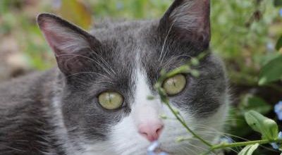 L'histoire de Christine et de son chat diabétique Roméo