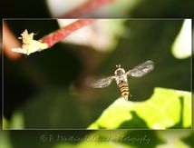 Syrphe ceinturé (Episyrphus balteatus) femelle