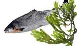 Le saumon