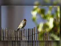 Fauvette à tête noire femelle - Sylvia atricapilla - Passériformes