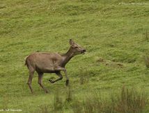 Instant défoulement d'une Biche elaphe