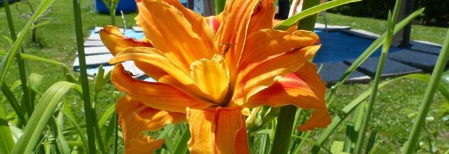 Les fleurs de mes voisines