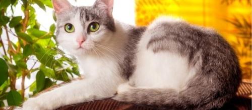 Les chats de plus en plus populaires dans les foyers français