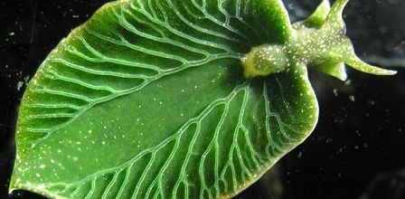 Comme une feuille verte ... 