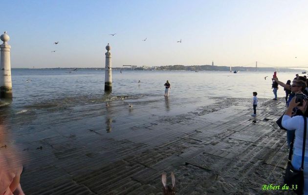 des goélands à Lisboa ...