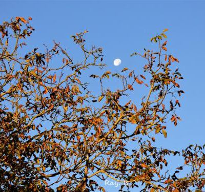 Re bonjour à toutes et tous. La lune avait rendez-vous avec le soleil dimanche matin, lors de ma petite balade matinale. 