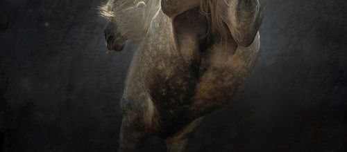 Le Cheval de Mer