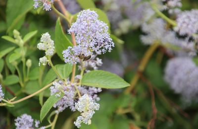 le céanothe et les abeilles