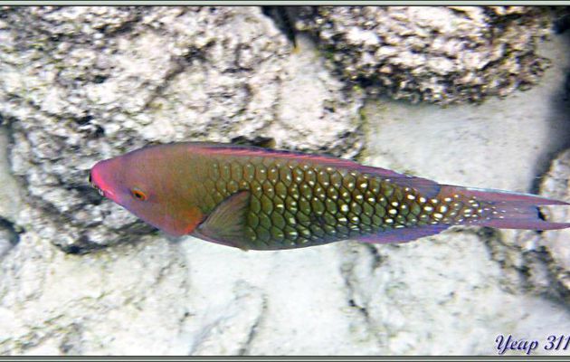 Poisson Perroquet mauve ou Perroquet pourpre-marron ? (Scarus fuscopurpureus ?) - Anse Soleil - Mahé - Seychelles