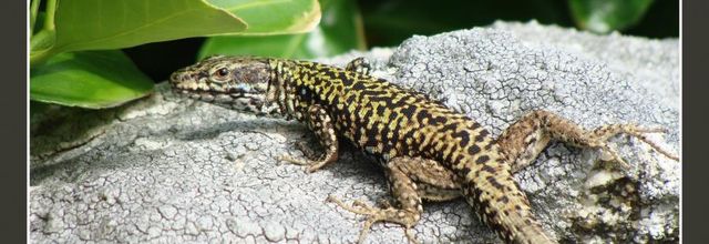 Le lézard des Murailles - la Rapiette -