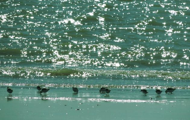 Tournepierres et reflets