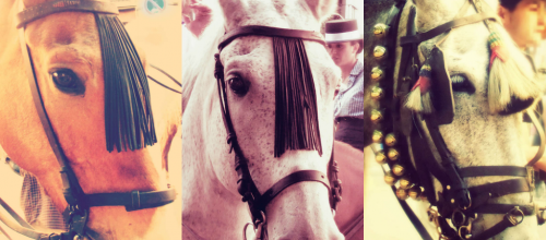 Chevaux d'espagne