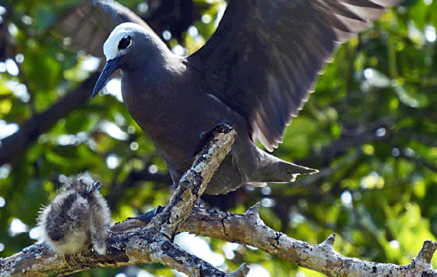 Poussin de Gygis blanche pensant qu'un Noddi marianne vient le nourrir - Bird Island - Seychelles