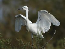Aigrette garzette