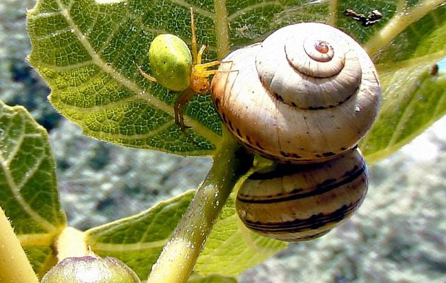 L'araignée courge, les escargots et le figuier - La Couarde - 17