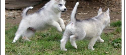 Paroles de Huskys (9 décembre 2013)