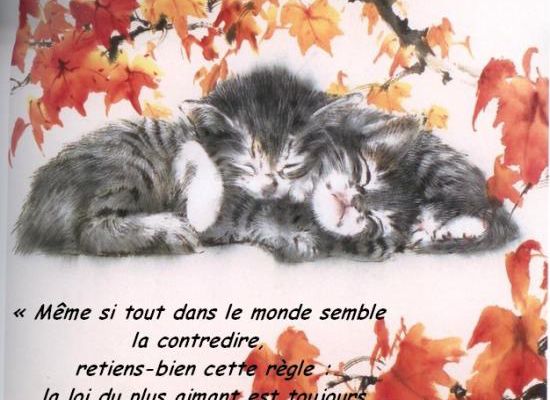 Citations en images : Le plus aimant