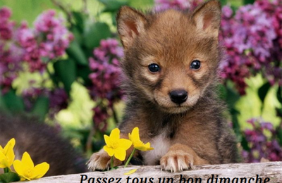 Bon dimanche