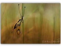 Ascalaphe ambré ♂ et ♀  - Libelloides longicornis (Linnaeus, 1764)