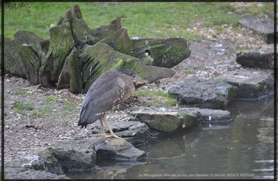 Ménagerie du Jardin des Plantes : Héron Bihoreau Gris