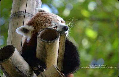 Changement d'heure : A 3 heures du matin il sera alors 2 heures !