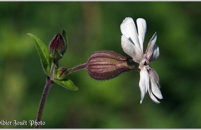 Compagnon Blanc (3) - Silene latifolia
