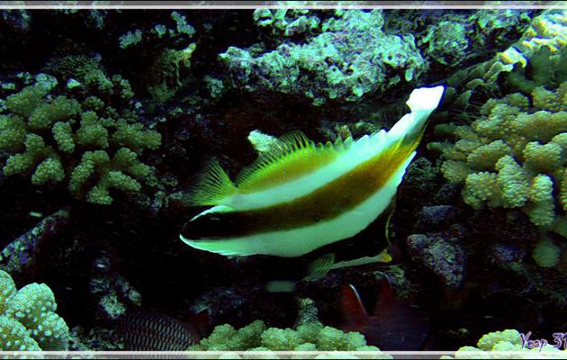 Poisson cocher du Pacifique ou Hénioche bouche d'or ou Taurillon à trois bandes, Threeband pennantfish (Heniochus chrysostomus) - Tumakohua (passe sud) - Atoll de Fakarava - Tuamotu - Polynésie