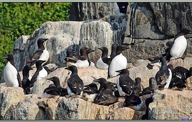 Revenons aux falaises de Cambridge Point avec leurs Guillemots de Brünnich - Coburg Island - Baffin Bay - Nunavut - Canada