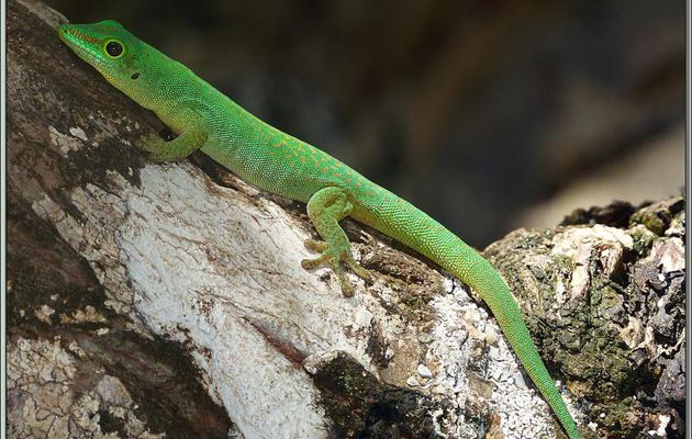 Gecko vert des Seychelles (Phelsuma astriata astriata) - Praslin - Seychelles