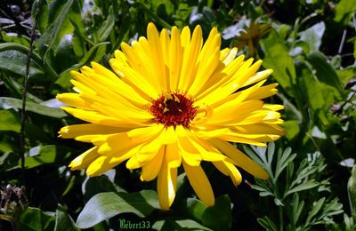 une fleur du jardin