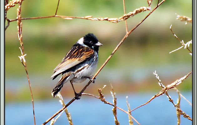 Bruant des roseaux, Common Reed Bunting (Emberiza schoeniclus) - Ars-en-Ré - Ile de Ré - 17