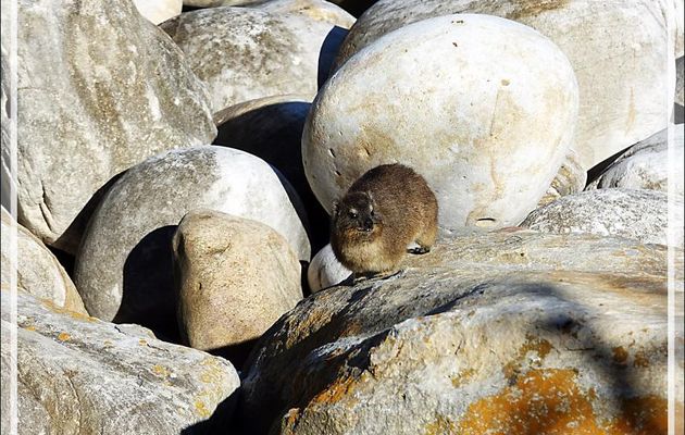 Jeunes Damans des rochers, Daman du Cap, Rock rabbit, Cape hyrax, Dassie (Procavia capensis) - Camps Bay - Cape Town - Afrique du Sud
