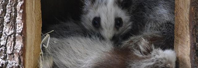 Ménagerie du Jardin des Plantes : Le Rat des Nuages