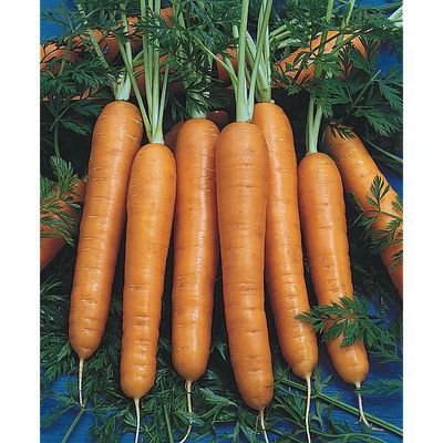 Carottes 1/2longue Nantaise Améliorée