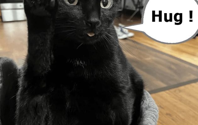 Le grand chatchem a parlé