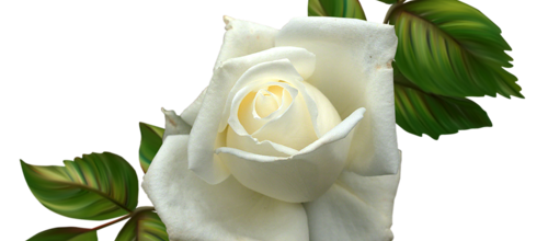 ✿*ﾟWhite flowers