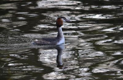 Rambouillet : Le Grèbe huppé