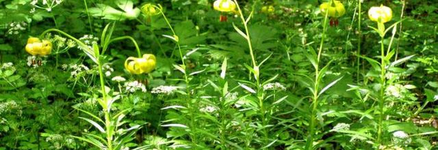 Lilium pyrenaicum - lys des Pyrénées