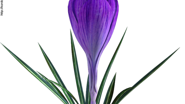 Tube de fleurs "Crocus" (render-poser)