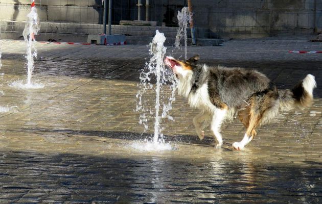 un chien qui s'amuse ... 