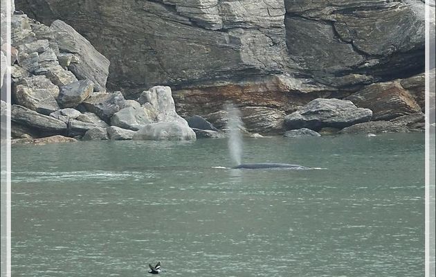 Baleine boréale, Baleine du Groenland, Bowhead whale  (Balaena mysticetus) - Icy Fjord - Nunavut 