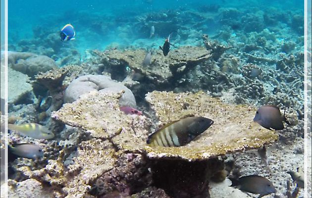 Interro écrite : donnez-moi les noms des 6 différents poissons autour de ce corail tabulaire (mort malheureusement) - Moofushi - Atoll d'Ari - Maldives
