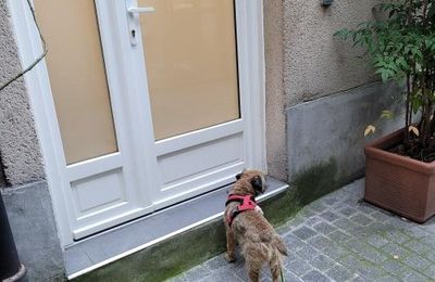 Une longue marche avec Reglisse dans les rues aujourd'hui !!