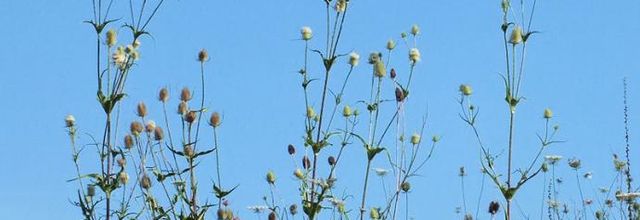 Dipsacus laciniatus  -  cardère laciniée