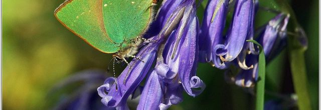 Argus Vert (1) - Callophrys rubi